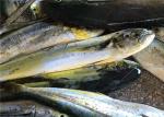 Sea Whole Round 1.5kg 2kg Block Quick Frozen Mahi Mahi Fish