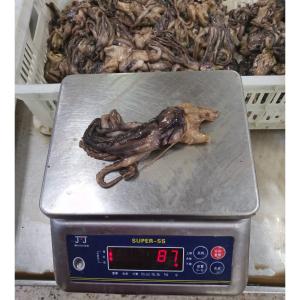 Wholesale BQF Frozen Giant Squid Head Squid Tentacles NW 60 - 120g from china suppliers