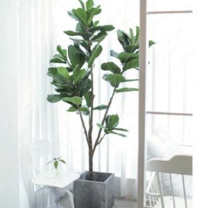 Wholesale ODM 200cm Height Artificial Potted Floor Plants Fiddle Ficus from china suppliers