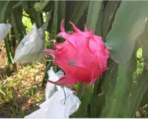 Wholesale Dragon fruit protective paper bag with different size factory price from china suppliers