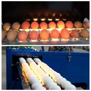 Wholesale Electric Egg Stamping Machine 600 DPI High Resolution With 1 - 4 Printing Lines from china suppliers