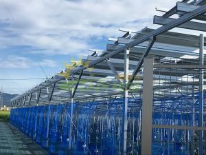 Wholesale 6000mm Agricultural Greenhouses Photovoltaic Mounting System Farm Shed from china suppliers