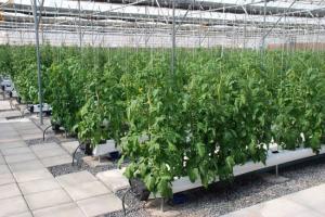 Wholesale Hydroponic Greenhouse Spare Parts Growing Ebb And Flood Bench On Wheel from china suppliers