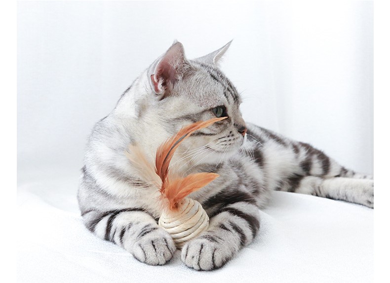 Cat Teaser Playing Cat Toys Interactive Set Wooden Gift Box 7pcs Cat Teaser Wand for Cats