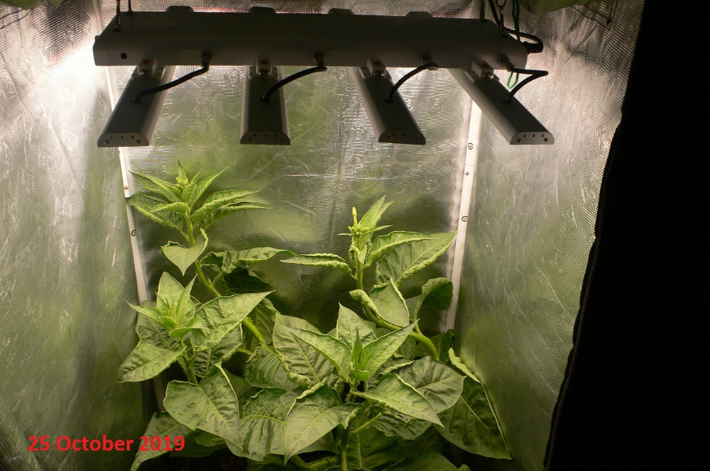 Supplementary Led Hydroponic Lights , Commercial Greenhouse Grow Lights 360W