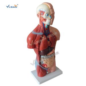 Wholesale Bilological Human Torso Anatomy Model 42cm Sexless Torso 18 Parts from china suppliers