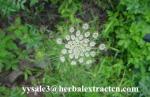 Osthole 98%, Common Cnidium Fruit Extract, pure herbal ingredients high quality