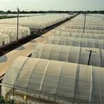 USA/Ca Agricultural Single-Span Tunnel Film Greenhouse for Mushroom and
