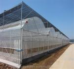 Vegetable Fruits Flowers Film Greenhouse Chinese Multi Span Greenhouse for