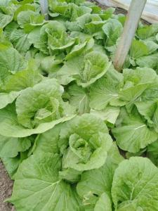 Wholesale Good Taste Chinese Green Cabbage Cruciferous Vegetabless Apply To Supermarket from china suppliers