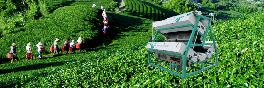 High Production Capacity CCD Tea Color Sorter Intelligent Tea Color Sorter