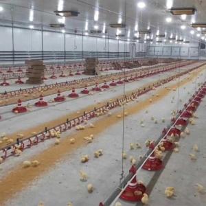 Wholesale Broiler Breeder Automated Poultry Feeding System from china suppliers