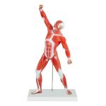 Medical Anatomical Muscle Model PVC Mini Human Muscle Model For Hospital