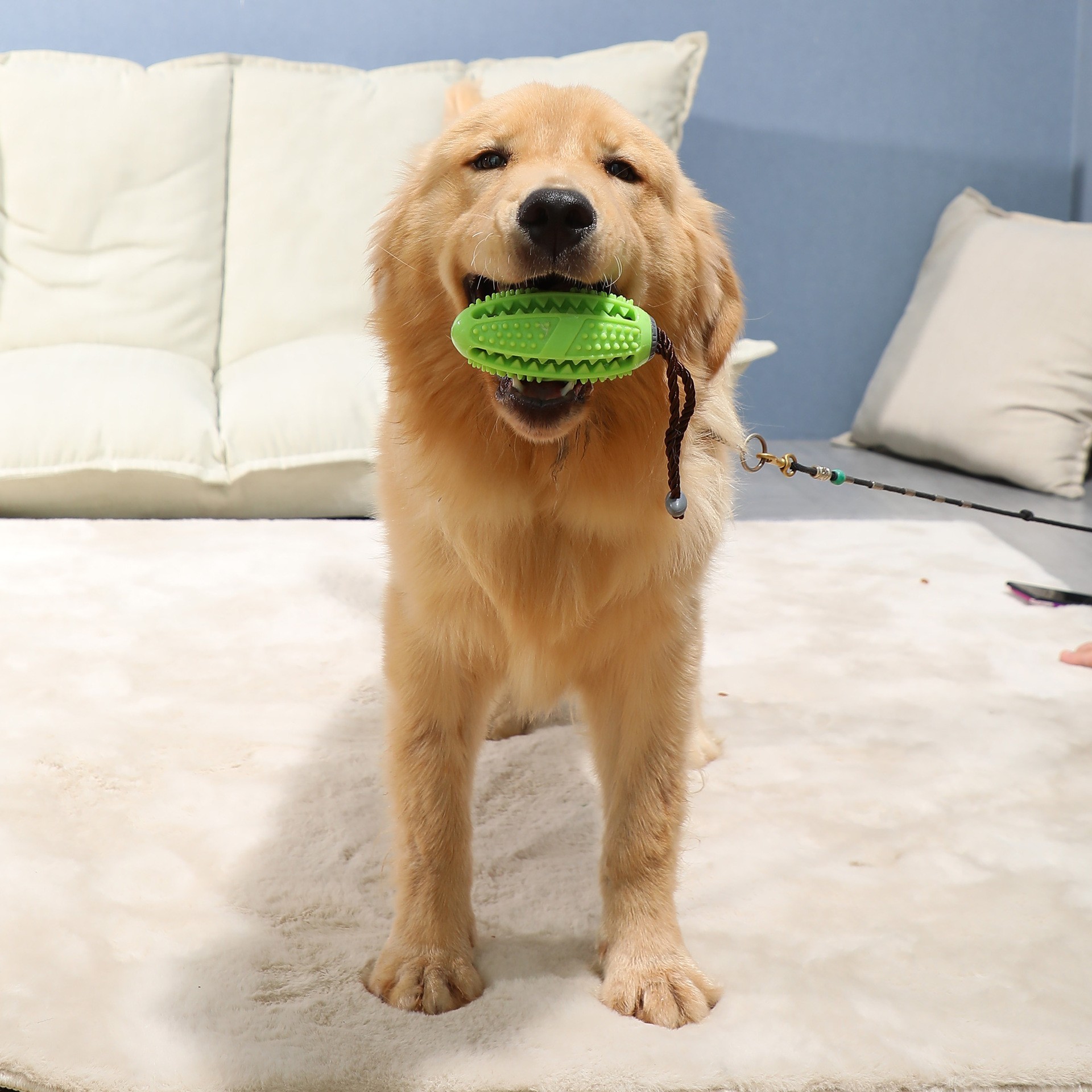 pet treat ball