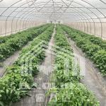 Economical Tunnel Greenhouse with Side Ventilation for Plant Growth