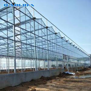 Wholesale Multi Span Galvanized Steel Frame Glass Covering Venlo Glass Greenhouse from china suppliers