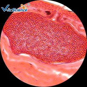 Wholesale Zoology Animal Plain Microscope Slides 50pcs 76.2×25.4×(1.0-1.2) Mm from china suppliers