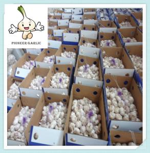 Wholesale Chinese Bulk Fresh Garlic Shandong Garlic Normal White Garlic From Jinxiang For Sale from china suppliers