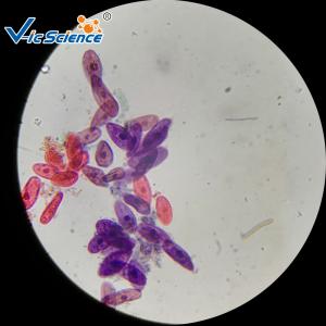 Wholesale Teaching Biology Histology Glass Slides 30pcs University Students Study Used from china suppliers