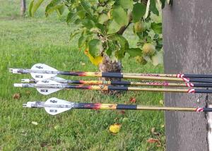Wholesale Accurate Carbon Fiber Archery Arrows Extremely Durable budget friendly from china suppliers