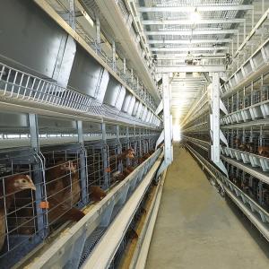 Wholesale Chicken Farm Q235 Automatic Poultry Feeding System dia3-6mm Wire With Dispensing from china suppliers