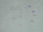 C005 Ninhydrin spray