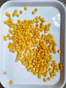 Wholesale Delicious Cultivation Type Non-GMO Canned Sweet Corn For Export from china suppliers