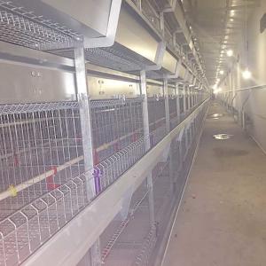 Wholesale Front Door A Type Layer Cages , 2.3mm - 4.2mm Wire Dia Automatic Chicken Cage from china suppliers