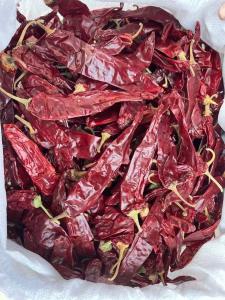Wholesale Spicy Dried Yidu Red Chili Peppers Dry Cool Place from china suppliers