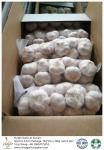 Garlic to Kuwait