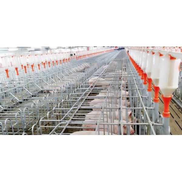 Customized 800 Sows Farming Equipment Gestation Cage For Sow