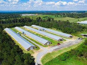 Wholesale Prefab Steel Structure Chicken House Fireproof Farm Steel Frame Building Construction from china suppliers