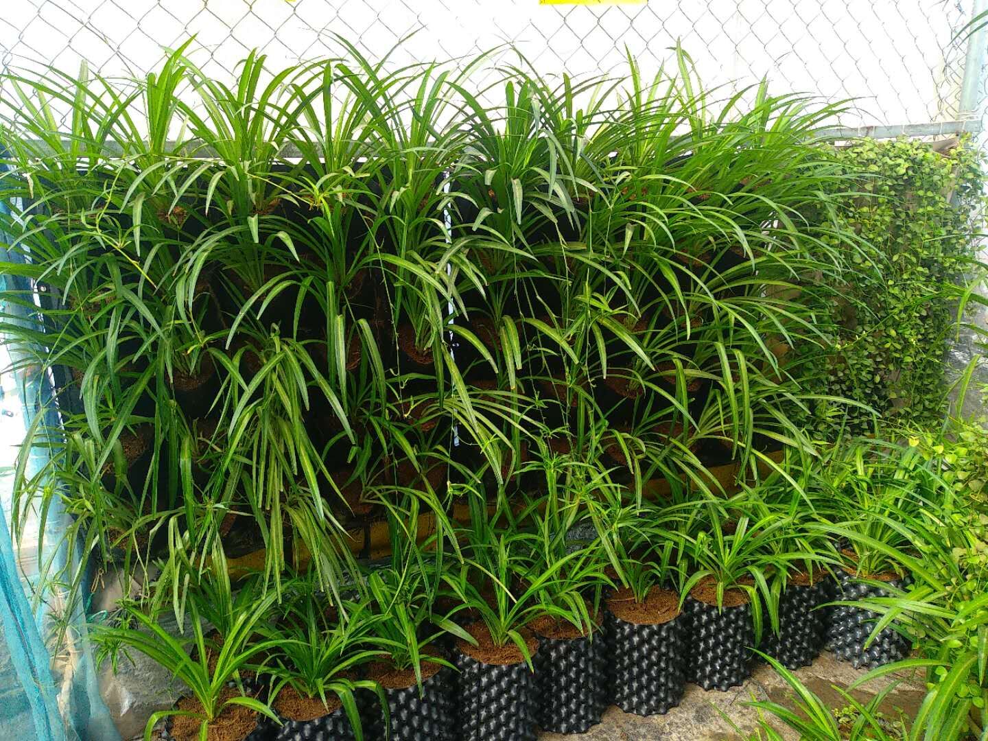 Customized seedling garden containers air pruning container plastic root pruning from 0.6mm to 1.2mmPVC/HDPE