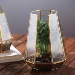 Irregular Geometric Glass Terrarium , Tabletop Diy Geometric Terrarium