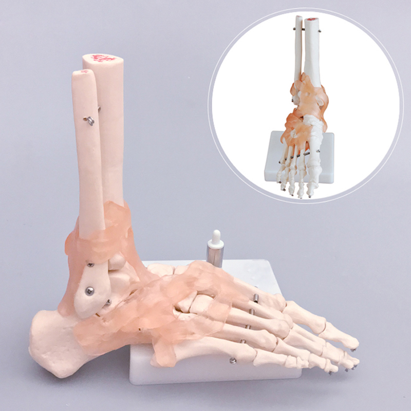 Life Size Human Foot Ankle Joint Model With Ligament For Medical Science Education