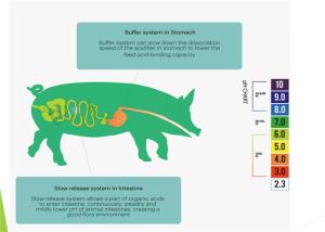 Wholesale Organic Acidic Agent Feed Additive For Piglet from china suppliers