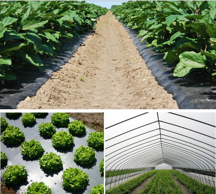 UV Resistant Black White PE/Polyethylene/Poly Reflective Plastic Mulch Film for Agricultural Ground Cover Layer BAGEASE