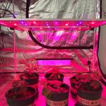 Samsung LM301B Quantum Board LED Grow Lights Osram 660nm 730nm Seoul UV 395nm