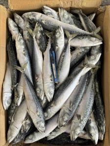 Wholesale BQF Pacific Mackerel 100 200g For Seafood Market from china suppliers