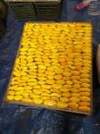 Heat Pump Dryer for drying mango