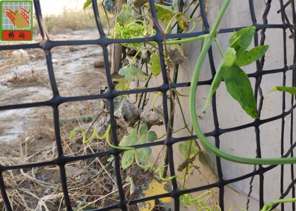 HDPE Garden Climbing Plant Support Netting , Garden Mesh Netting , Garden
