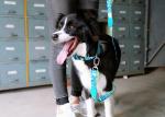 4.57m 15 Foot Sublimation Braided Nylon Rope Dog Leash Lead Running