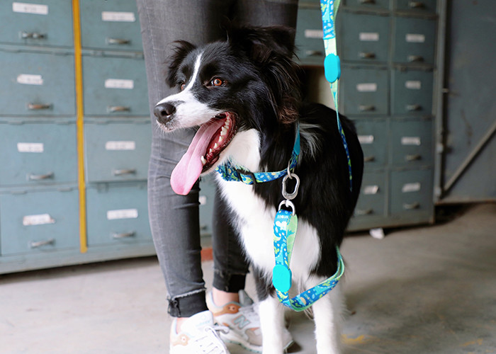 4.57m 15 Foot Sublimation Braided Nylon Rope Dog Leash Lead Running