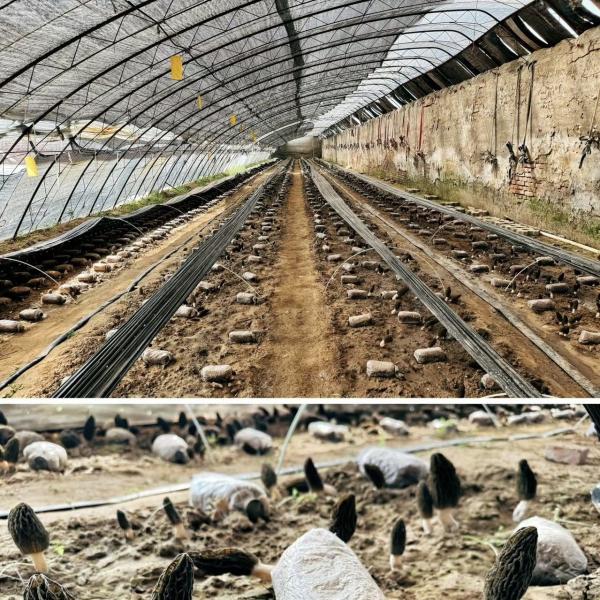 Multi-Span Sunlight Greenhouse The Ultimate Choice for Hydroponic Vegetable