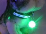 Pet Dog LED glowing pendant necklace Safety puppy Cat Night Light Flashing