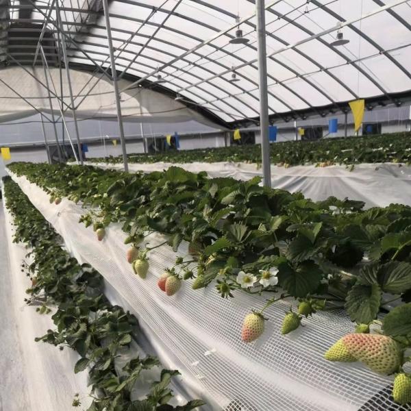 Commercial Cocopeat Growing System in Economical Tunnel Greenhouse for Improved
