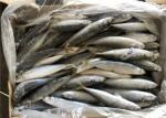 100% Net Weight Bulk BQF 70g 80g Frozen Mackerel Bait