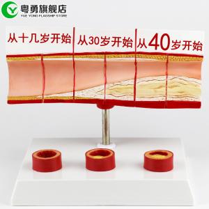 Wholesale Heart Vascular Cholesterol Model Human Heart Medical Teaching Anatomical from china suppliers