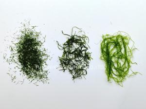 Wholesale Ultra-Thin Prolifera Seaweed Flakes Moss Green 150g Jar Enhances Pasta Rice Vegan Dishes from china suppliers
