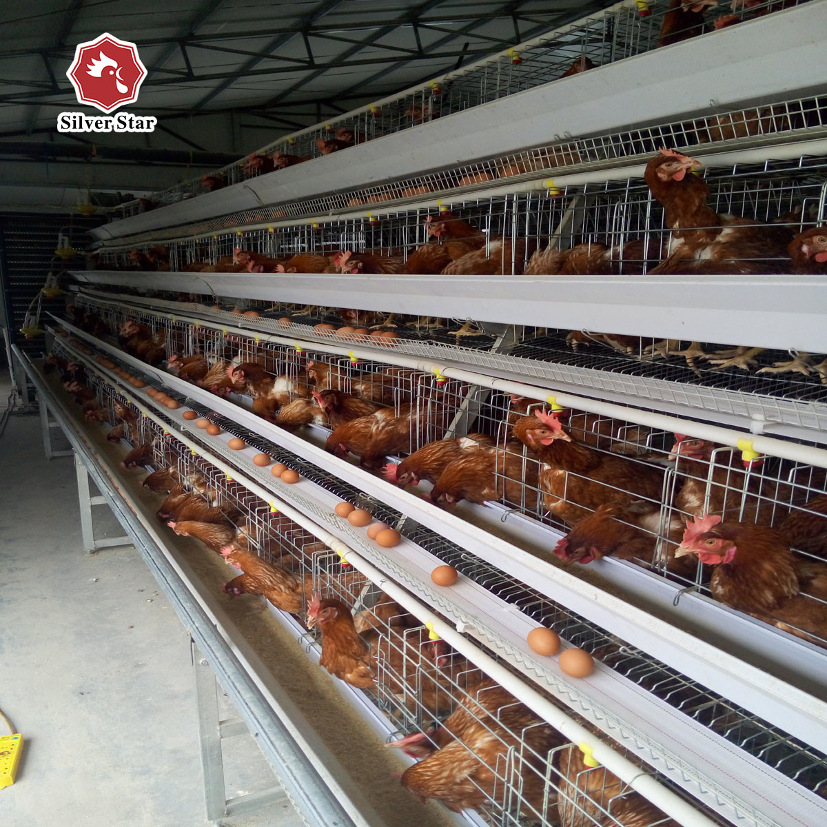 Chicken Farm Hot Dipped Galvanized Chicken Poultry Cage A Frame